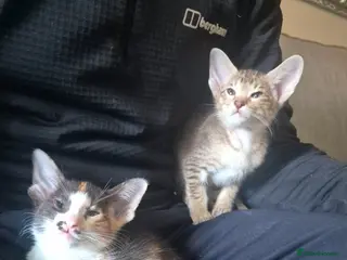 Oriental cats Pedigree Oriental kittens ( only 2 remaining ) - Advert 9