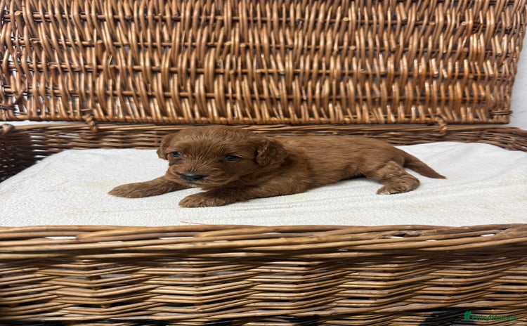 Cockapoo dogs - Advert 4