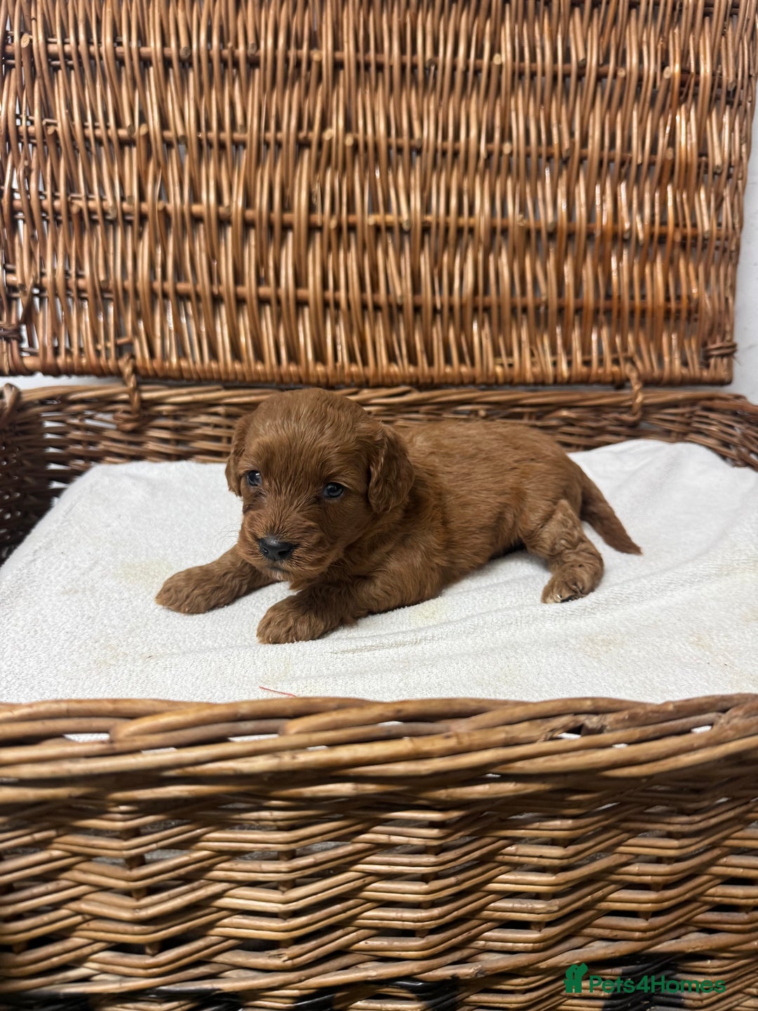 Cockapoo dogs for sale:  DNA health tested fully vaccinated ready to go - Advert 1