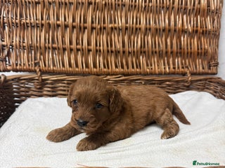 Cockapoo dogs - Advert 23