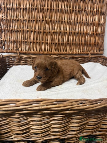 Cockapoo dogs - Advert 2