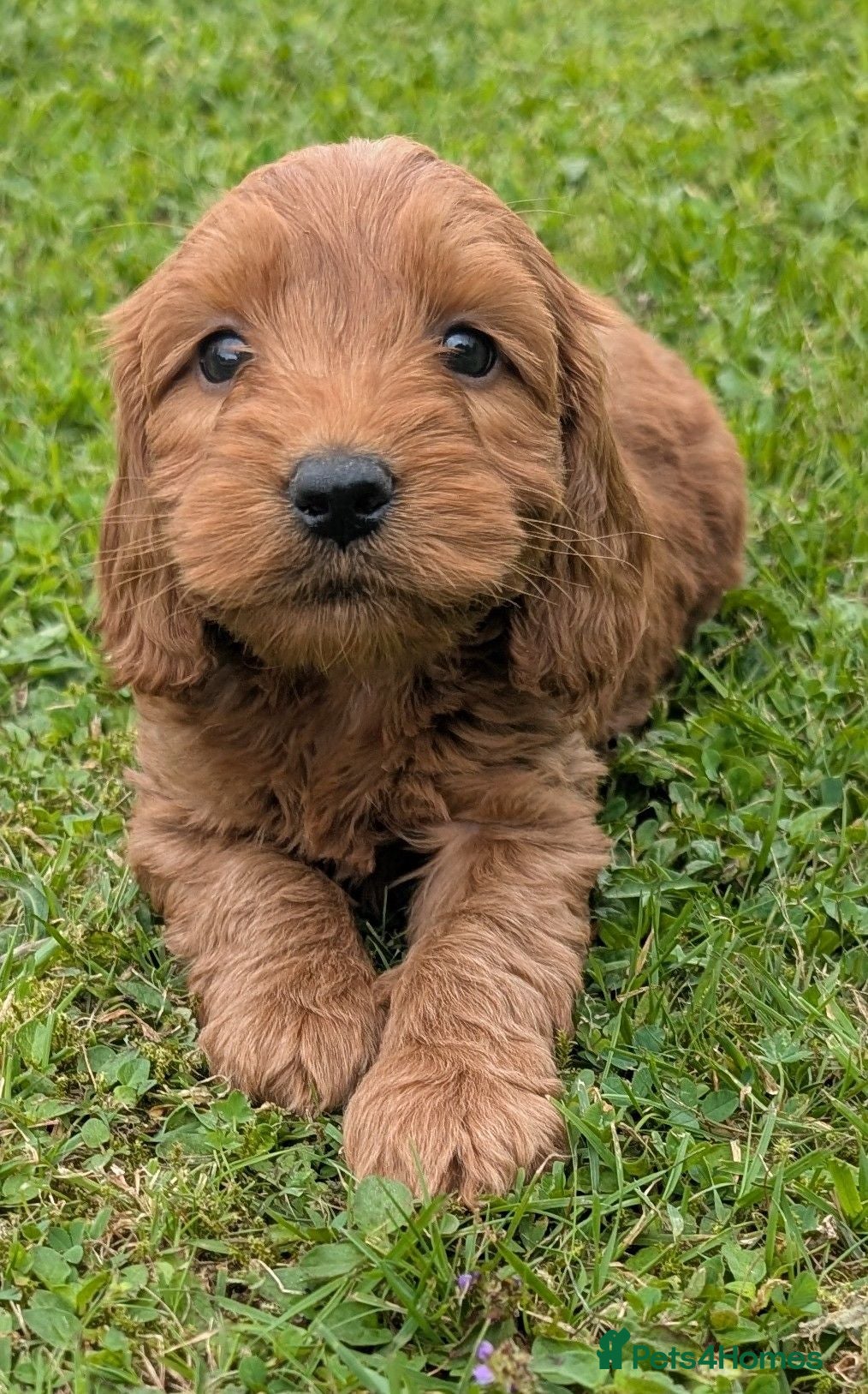 Cockapoo dogs Quality F1 Cockapoo puppies  - Advert 2
