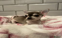 Chihuahua dogs for sale: Chihuahua puppies for sale  - Image 8