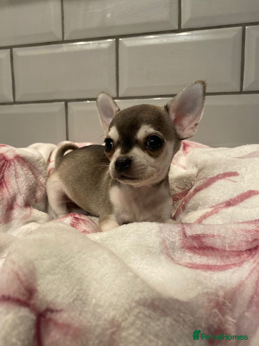 Chihuahua dogs for sale: Chihuahua puppies for sale  - Image 8