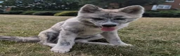 Japanese Akita Inu dogs for sale: Beautiful RKC akita puppies full pedigree  - Advert 7