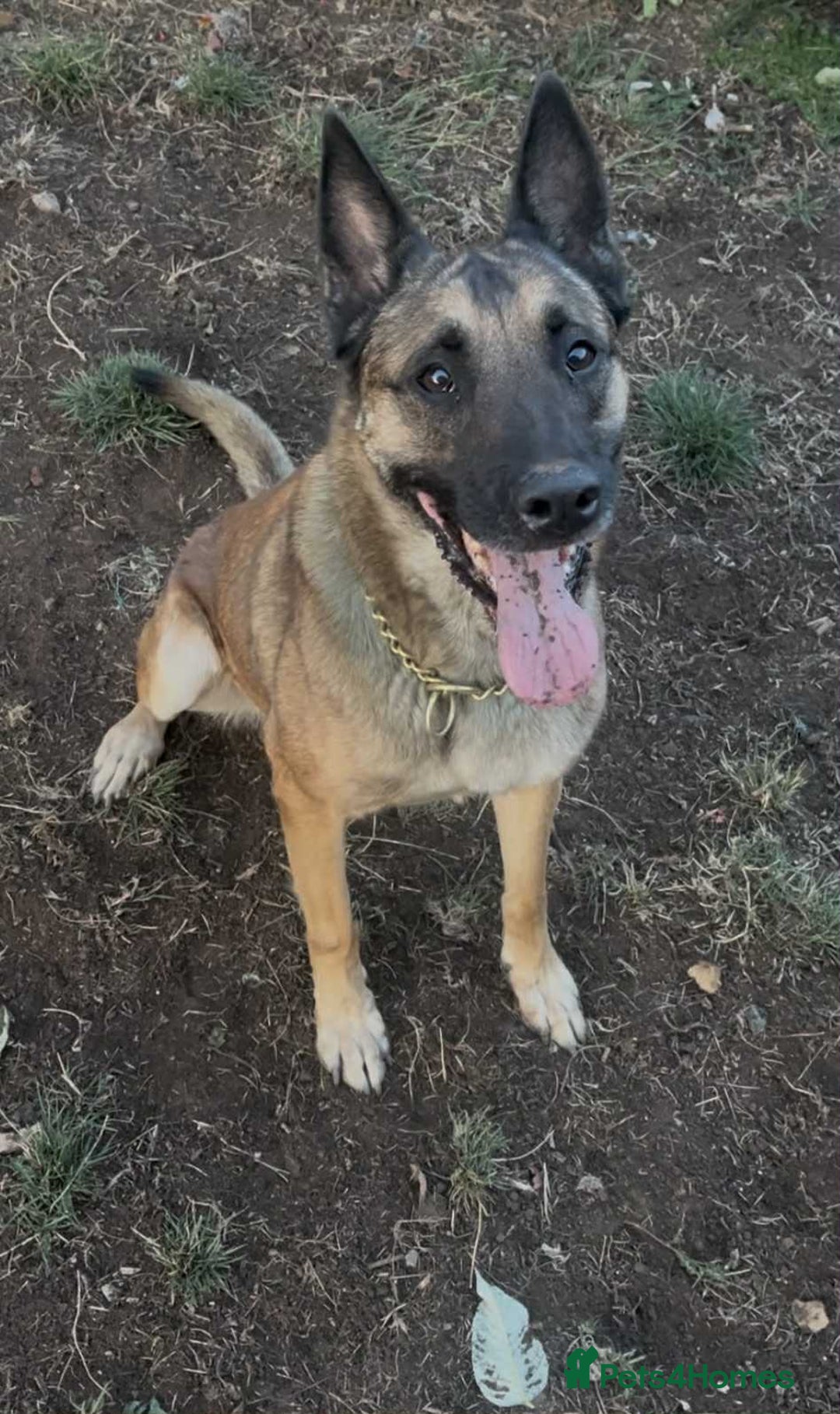 Belgian Shepherd Dog dogs for adoption: Cairo is looking for her forever home - Image 7