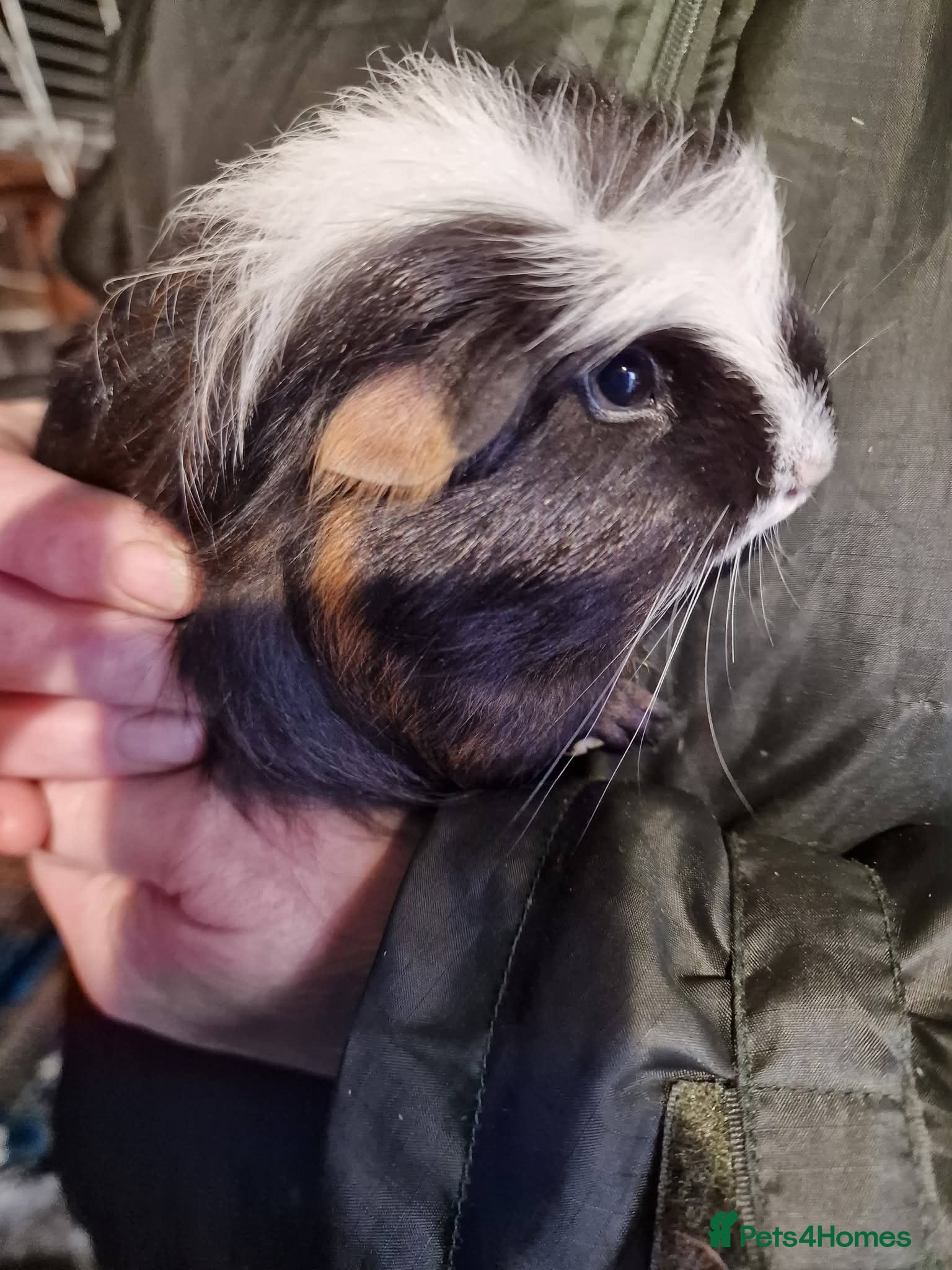 Guinea Pig rodents Guinea pigs needing homes  - Advert 6