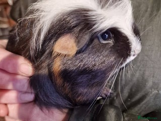 Guinea Pig rodents Guinea pigs needing homes - Advert 6