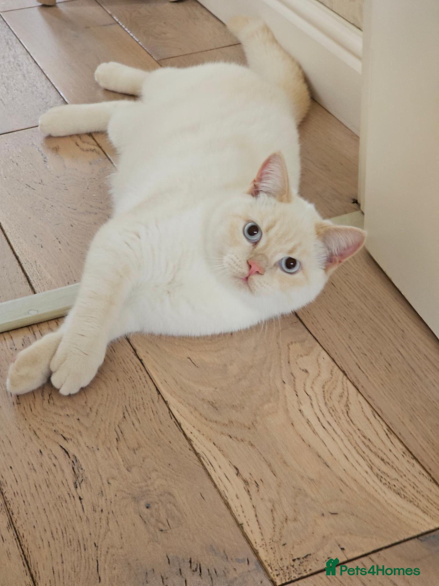British Shorthair cats REDUCED BSH boys, GCCF reg - Advert 2