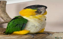 Parrots birds for sale: Hand reared black headed Caique - Image 1