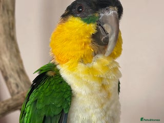 Parrots birds for sale - Advert 1