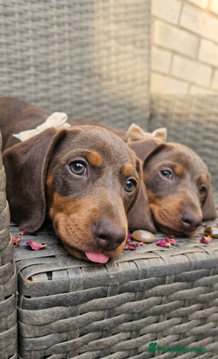 Miniature Dachshund dogs ‼️READY FOR NEW HOMES 🩷MINIATURE Dachshund babies - Advert 11