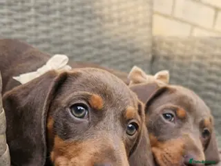 Miniature Dachshund dogs ‼️READY FOR NEW HOMES 🩷MINIATURE Dachshund babies - Advert 11