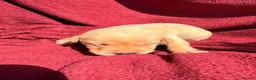Labrador Retriever dogs for sale: Fox Red / yellow working Labradors  - Advert 12