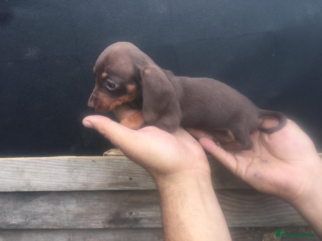 Dachshund dogs for sale: Ready now 5 miniature dashound    - Image 12