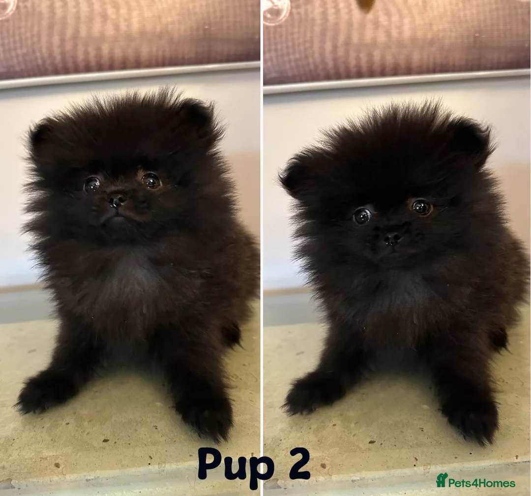 Pomeranian dogs for sale: Toy Pomeranians  in Belvedere - Advert 4