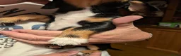 Mixed Breed dogs for sale: Miniature Dachshund x Jack Russell x Yorkshire ter - Advert 13