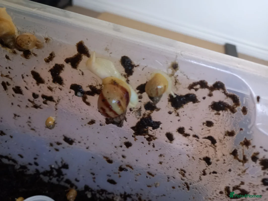 Snails invertebrates for sale: Giant African Land Snails £5 each - Advert 2
