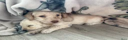 Labradoodle dogs for sale: Two gorgeous male labradoodles 💙💙 - Advert 6