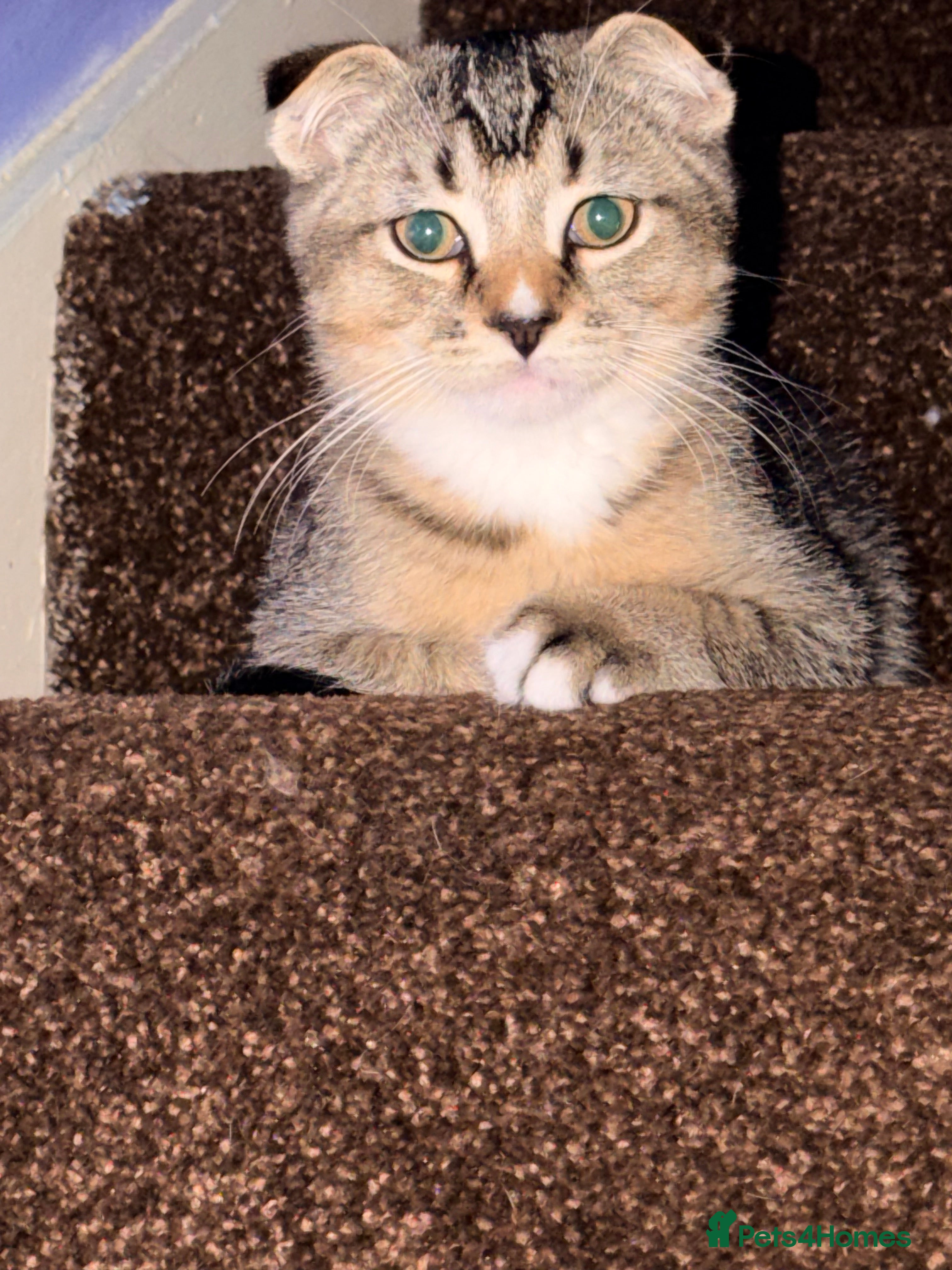 Scottish Fold cats  Scottish Fold kittens are looking for homes! - Advert 21