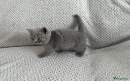 British Shorthair cats for sale: Pedigree BSH kittens  - Image 9