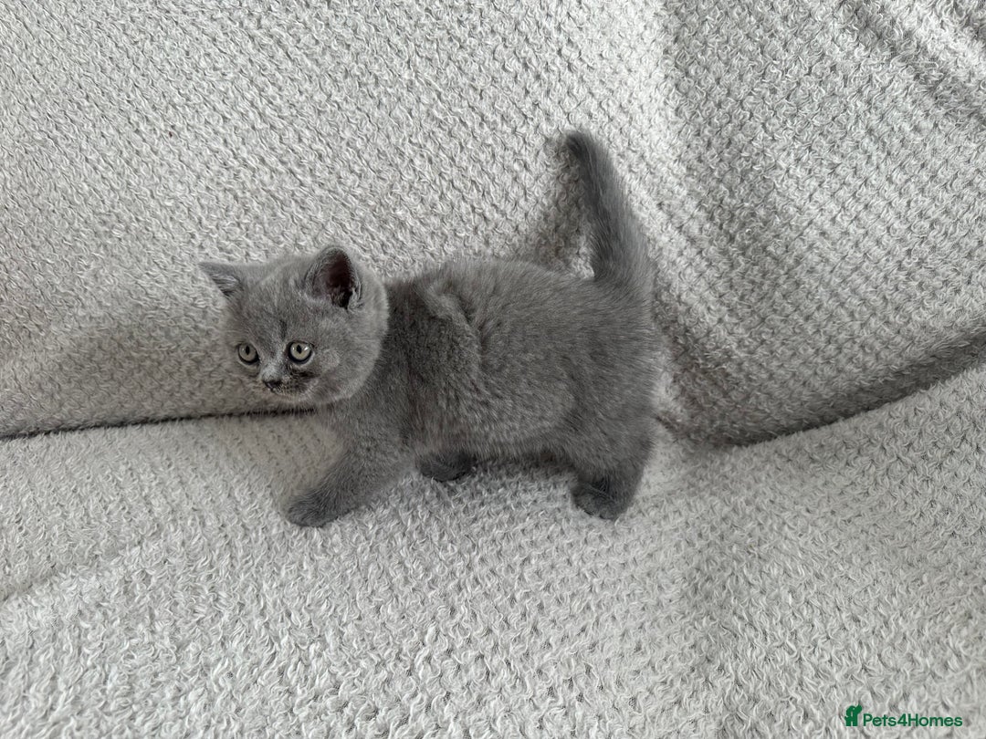 British Shorthair cats for sale: Pedigree BSH kittens  - Image 9