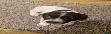 Cocker Spaniel 4