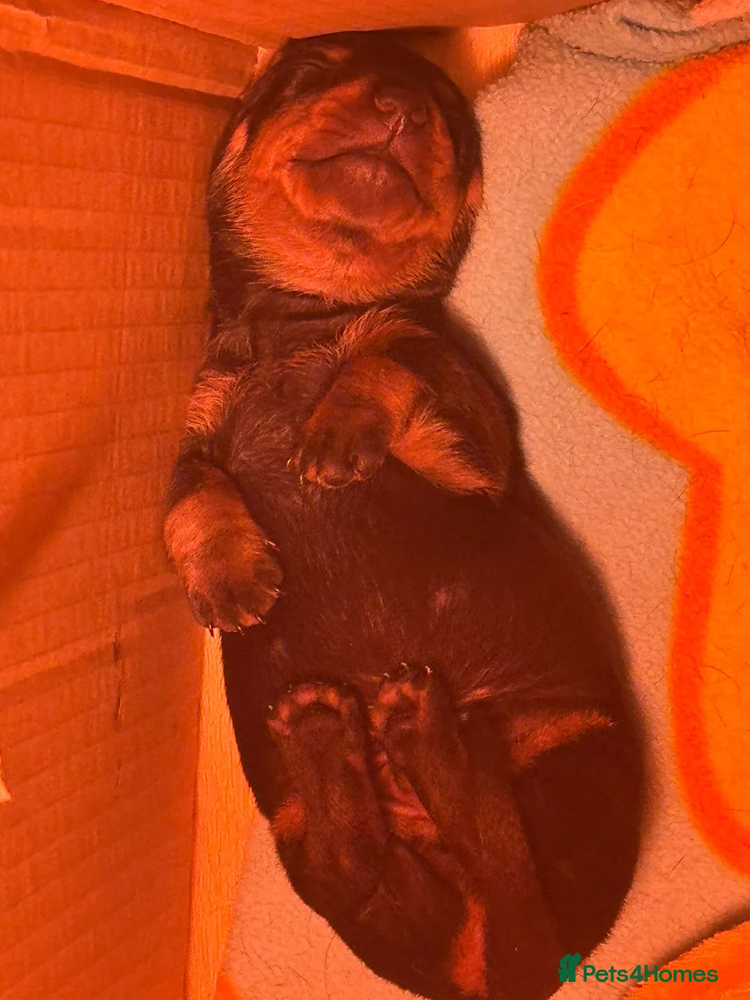 Deerhound dogs for sale: Puppies in Wellingborough - Advert 2