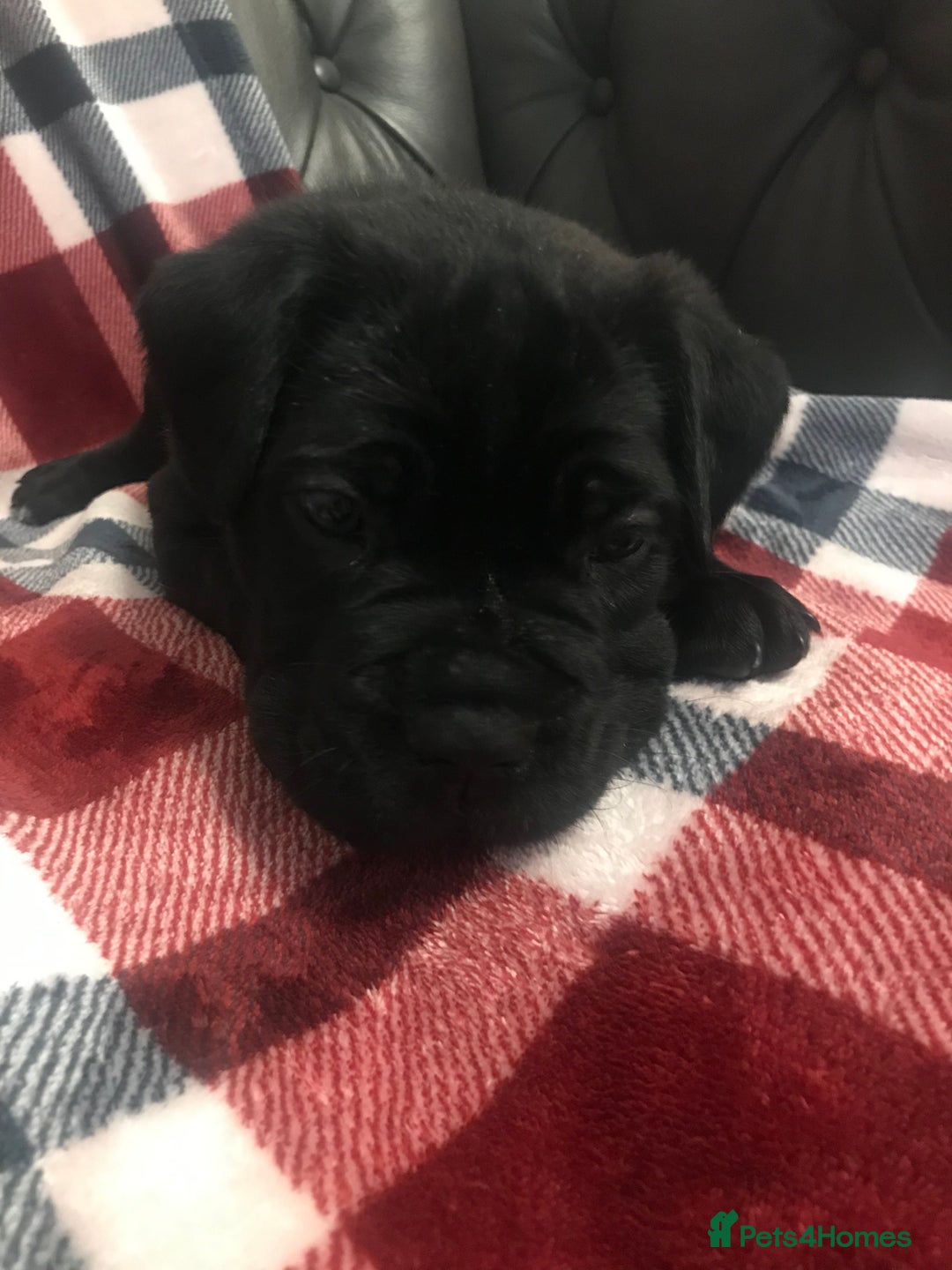 Cane Corso dogs for sale: ONE & ONLY UK LITTER DEL DYRIUM BLOOD LINES  🖤  - Advert 29