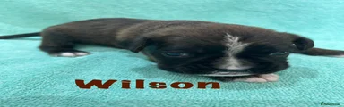 Wilson
