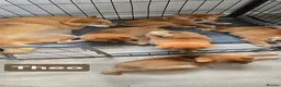 Japanese Shiba Inu dogs for sale: Foxy little shibas - Advert 18