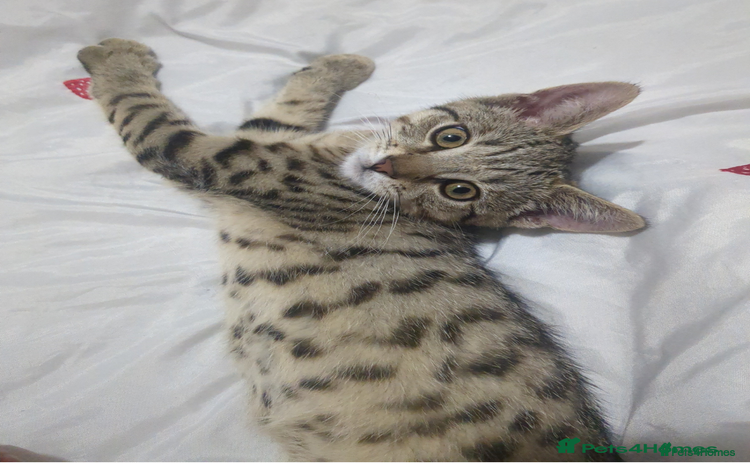 Bengal cats - Advert 5