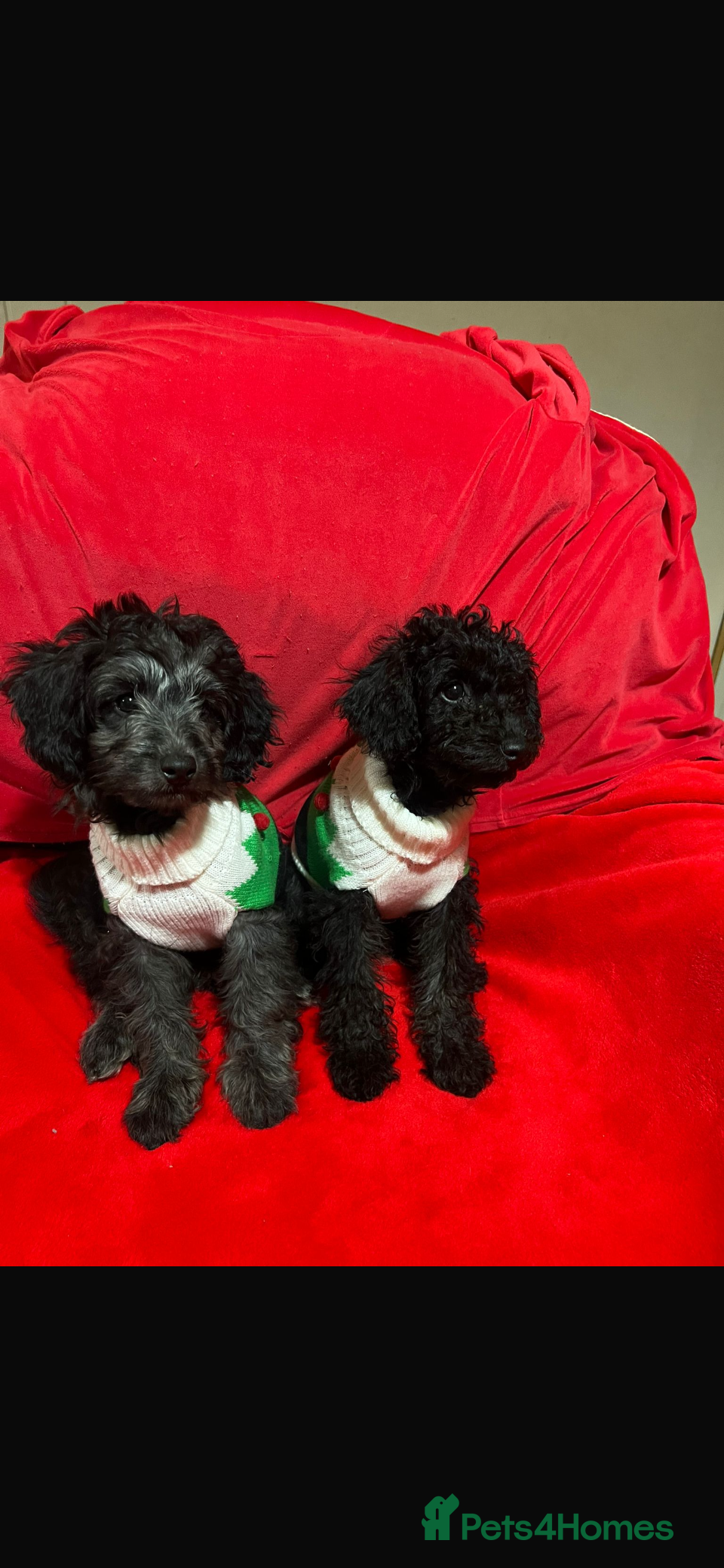 Labradoodle dogs Miniature poodle/Labradoodle mix puppy’s  - Advert 3