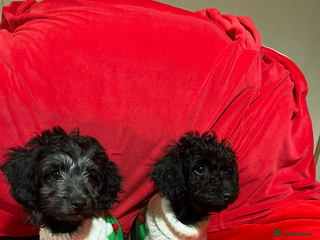 Labradoodle dogs Miniature poodle/Labradoodle mix puppy’s - Advert 1