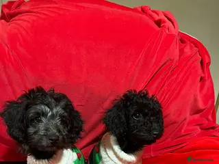 Labradoodle dogs Miniature poodle/Labradoodle mix puppy’s - Advert 6