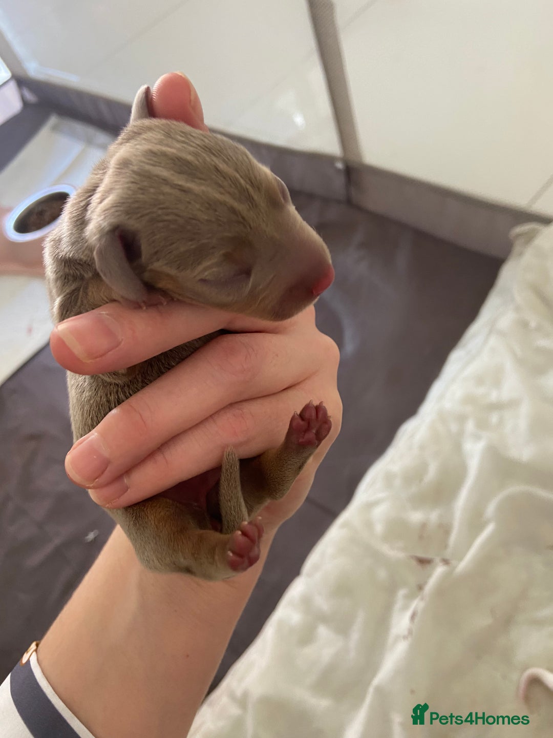 Miniature Dachshund dogs for sale: Dolly mixture dapple/piebald  - Image 4