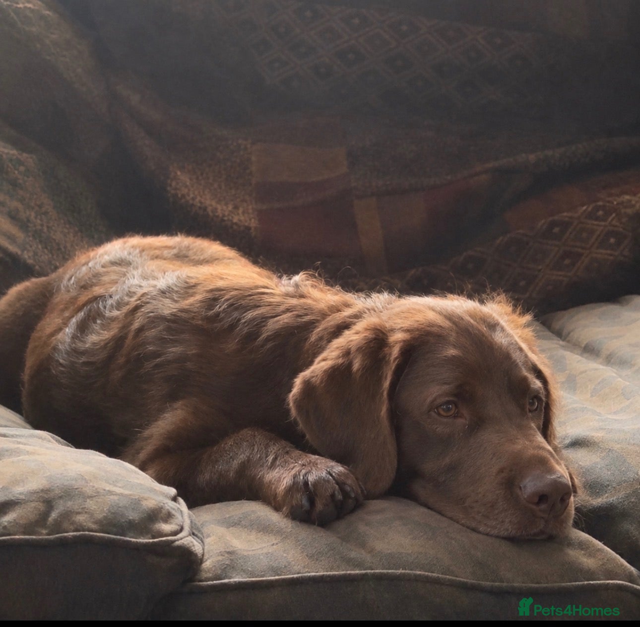 Labradoodle dogs Beautiful Chunky Chocolate Labradoodles - Advert 2