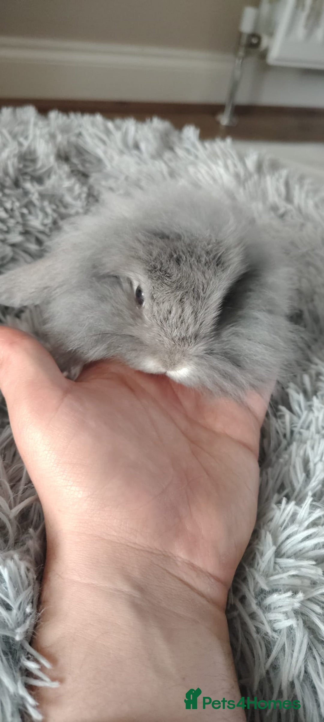 Mini Lop rabbits for sale: Beautiful Mini Lop Babies - 6 to choose from  - Image 19