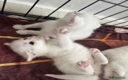 Domestic Shorthair cats for sale: 5 white female kittens - Image 4