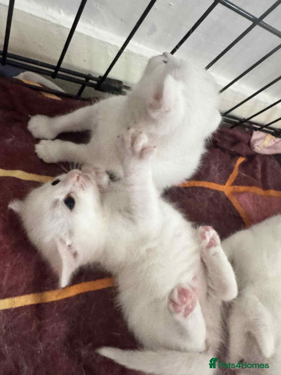 Domestic Shorthair cats for sale: 5 white female kittens - Image 4
