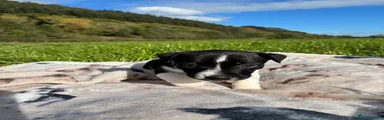 Male 3