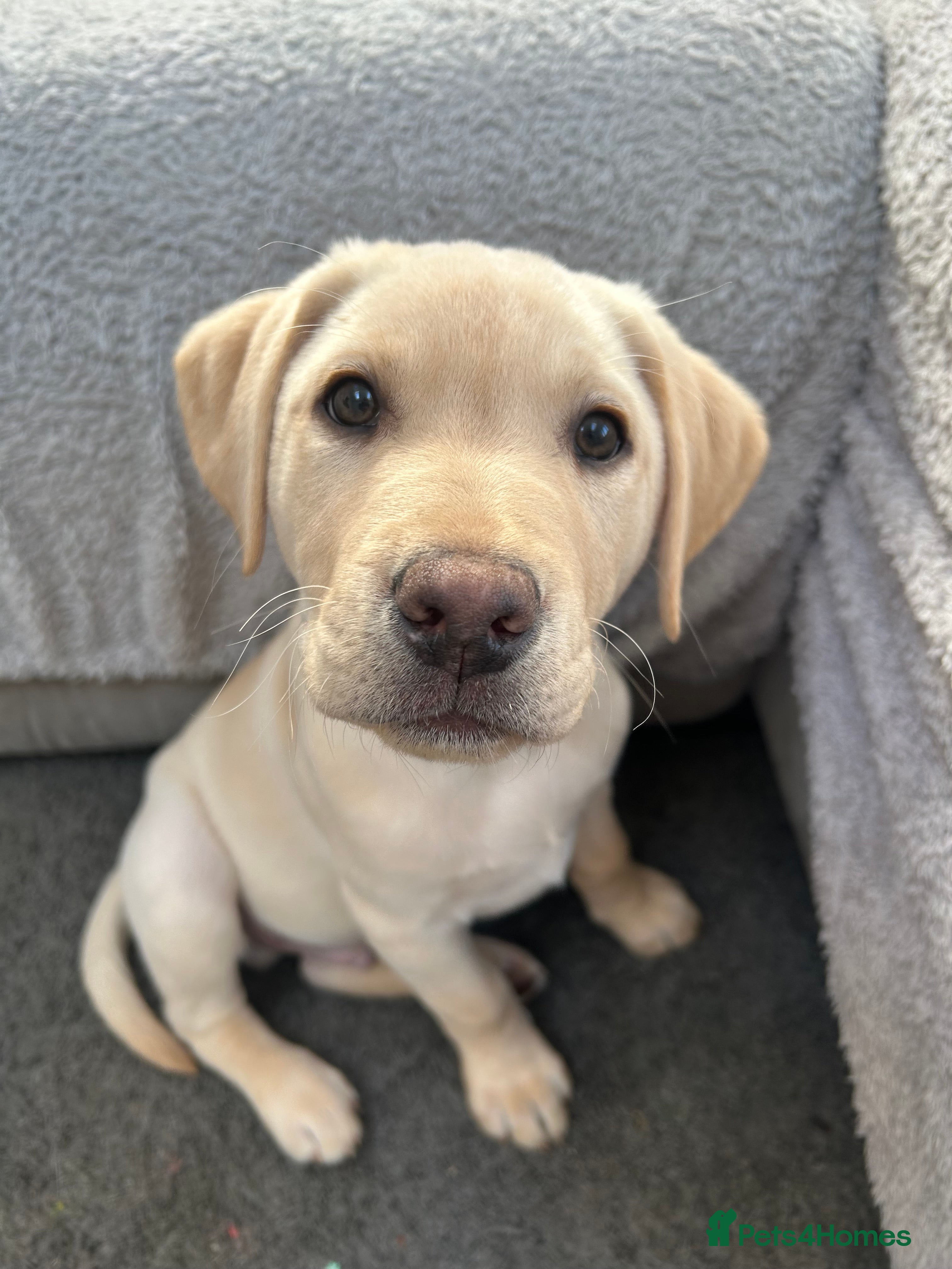 Labrador Retriever dogs KC Registered Labrador Puppies  - Advert 2