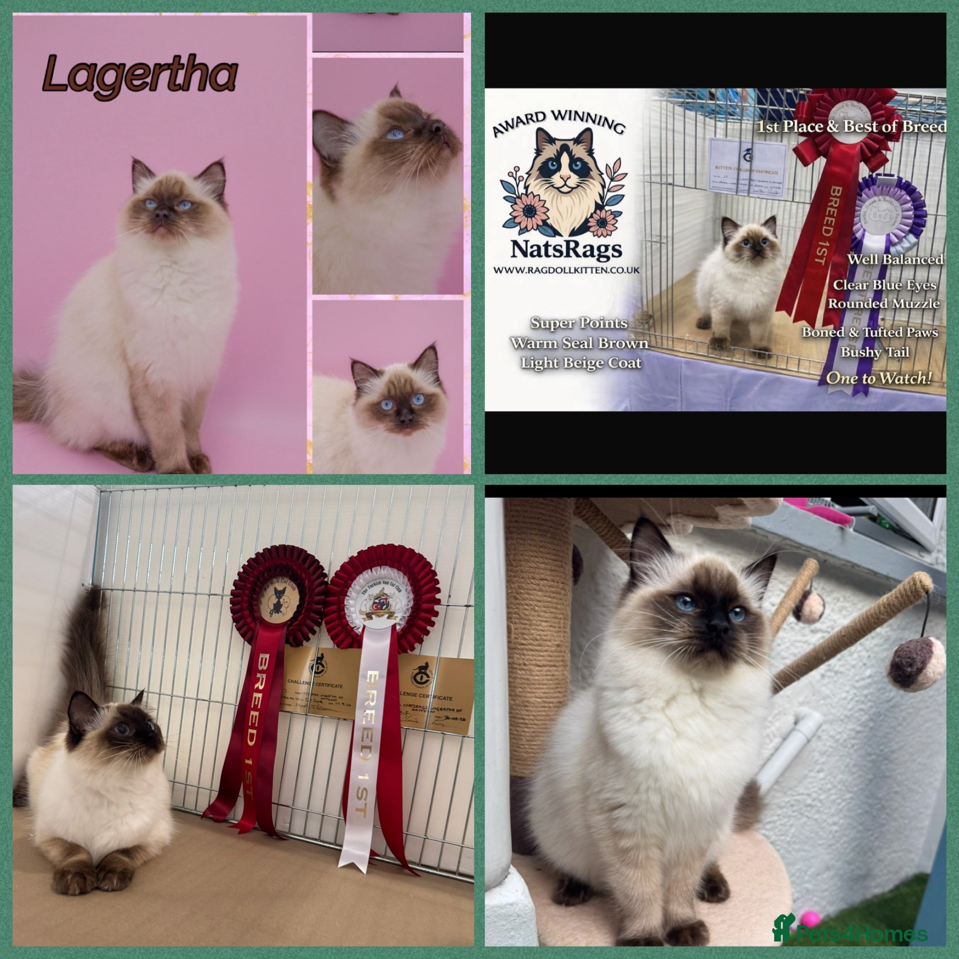 Ragdoll cats 🏆Gccf show quality ragdoll female - Advert 1