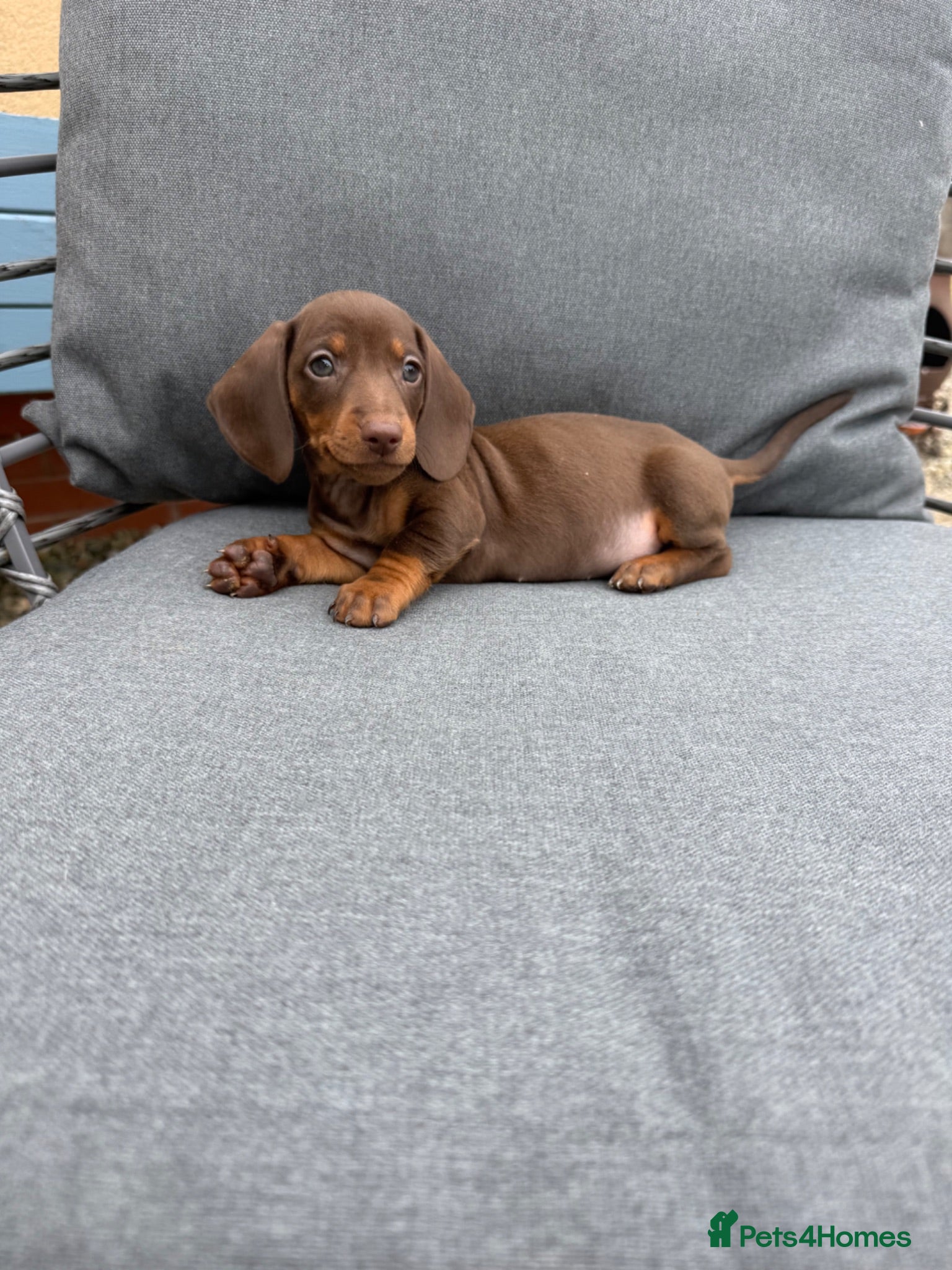 Miniature Dachshund dogs Beautiful dachshund puppies  - Advert 17
