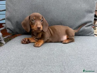 Miniature Dachshund dogs Beautiful dachshund puppies - Advert 15