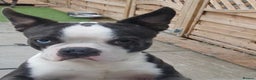 Boston Terrier dogs for stud: Blue Boston Terrier * STUD * - Advert 1