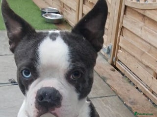 Boston Terrier dogs - Advert 1