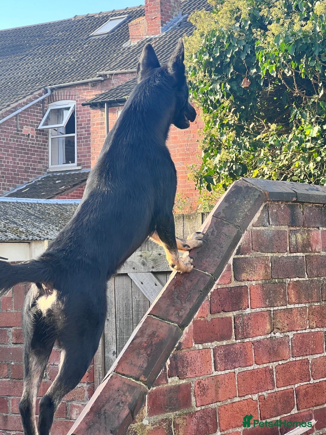 Belgian Shepherd Dog dogs for stud: For stud - Advert 4