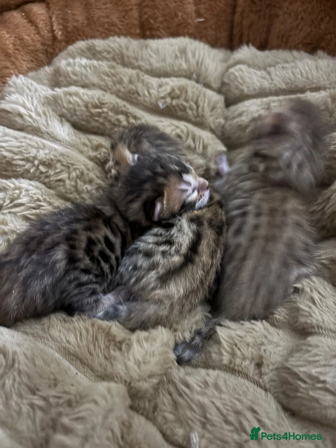 Bengal cats for sale: Pedigreed/registered bengal kittens - Advert 6