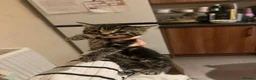 Mixed Breed cats for sale: Beautiful tabby boy  - Advert 2